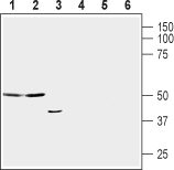 Apelin/APJ Receptor (extracellular) Blocking Peptide