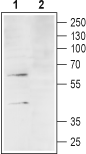 Anti-Human C3aR (extracellular) Antibody