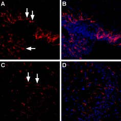 Anti-LPAR4 (P2Y9) (extracellular) Antibody