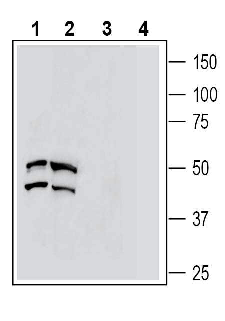 C5aR2 (extracellular) Blocking Peptide