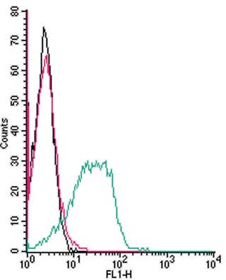 Anti-Adenosine A<sub>3</sub> Receptor (extracellular) Antibody