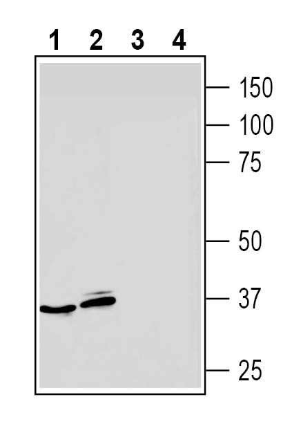 Anti-Adenosine A<sub>3</sub> Receptor (extracellular) Antibody
