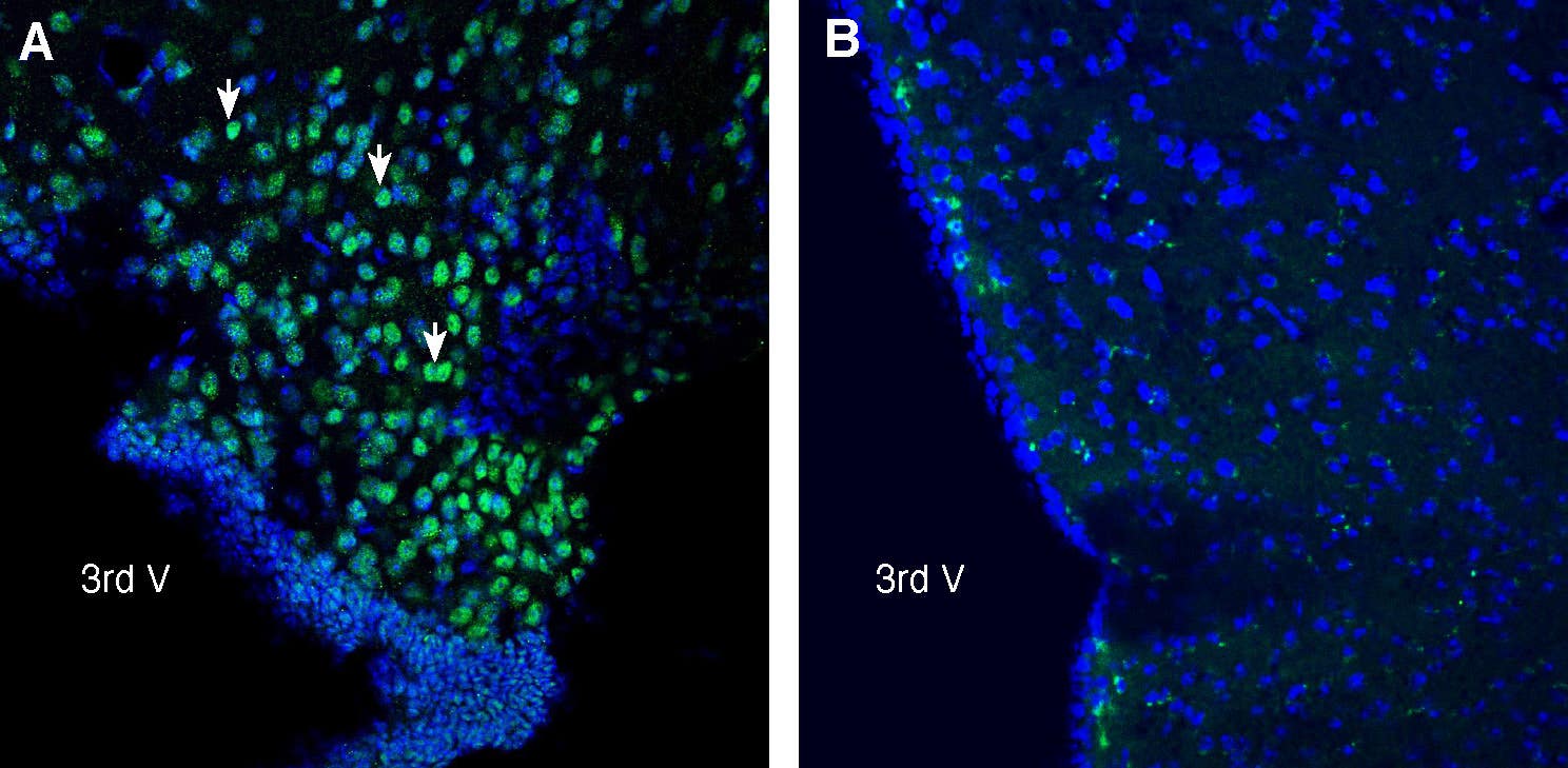 Anti-C3aR1 (extracellular) Antibody