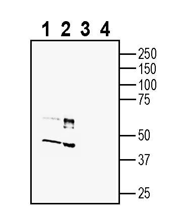 C3aR1 (extracellular) Blocking Peptide