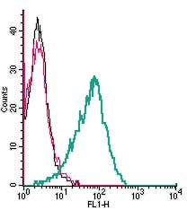 Anti-Adenylate Cyclase 3 (AC3) (extracellular) Antibody