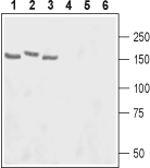 Adenylate Cyclase 3/AC3 (extracellular) Blocking Peptide