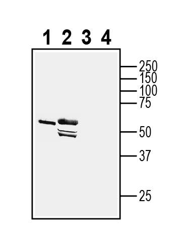 Anti-Adiponectin Receptor 1 Antibody - Carrier Free