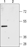 Bestrophin-2 (extracellular) Blocking Peptide