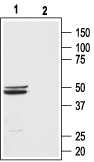 Bombesin Receptor 3 (extracellular) Blocking Peptide