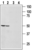 Bombesin Receptor 1/NMBR Blocking Peptide