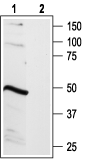 B2 Bradykinin Receptor/BDKRB2 Blocking Peptide