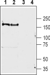 BAI1 (extracellular) Blocking Peptide