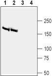 Anti-BAI2 (extracellular) Antibody