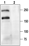 CACNA1A/Cav2.1 Blocking Peptide