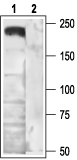 CACNA1B/Cav2.2 Blocking Peptide