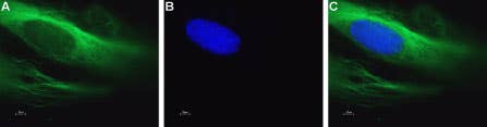 Anti-Ca<sub>V</sub>1.2 (CACNA1C)-ATTO Fluor-488 Antibody