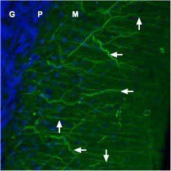 Anti-Ca<sub>V</sub>1.2 (CACNA1C)-ATTO Fluor-488 Antibody