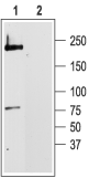 Cav1.2/CACNA1C Blocking Peptide