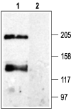 Anti-Ca<sub>V</sub>pan α1 Antibody