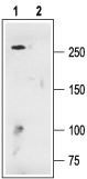 Cav1.3/CACNA1D Blocking Peptide