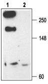 Cav2.3/CACNA1E Blocking Peptide