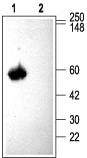 CACNB3 Blocking Peptide