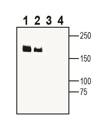 Cav3.3/CACNA1I Blocking Peptide