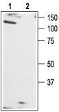 TRPC1 Blocking Peptide
