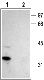 Stargazin Blocking Peptide