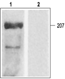Cav1.2a/CACNA1C Blocking Peptide