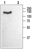 Anti-CACNA2D1 (Ca<sub>V</sub>α2δ1) (extracellular) Antibody