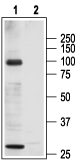 TRPC3 Blocking Peptide