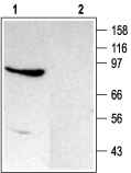 TRPC4 Blocking Peptide