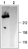 IP3 Receptor-1/ITPR1 Blocking Peptide