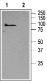 TRPC5 Blocking Peptide