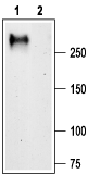 CACNA1G/Cav3.1 Blocking Peptide