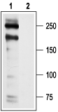 Anti-Human Ca<sub>V</sub>1.2 (CACNA1C) Antibody