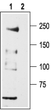Cav3.2/CACNA1H Blocking Peptide