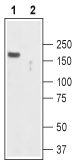 Anti-TRPC2 Antibody