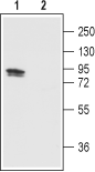 TRPV1/VR1 (extracellular) Blocking Peptide