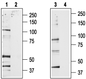 TRPV2/VRL1 Blocking Peptide