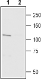 Anti-TRPV3 (extracellular)-Biotin Antibody
