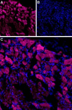 Anti-TRPV3 (extracellular)-ATTO Fluor-633 Antibody