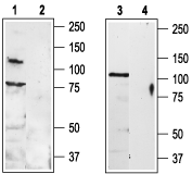 TRPV3 (extracellular) Blocking Peptide
