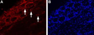 Anti-TRPV4-ATTO Fluor-550 Antibody
