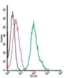 Anti-TRPA1 (extracellular)-FITC Antibody