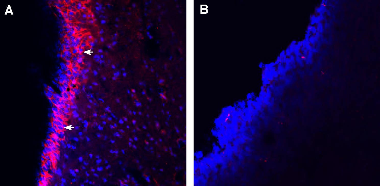 Guinea Pig Anti-TRPA1 (extracellular) Antibody