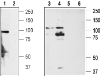 TRPA1 (extracellular) Blocking Peptide
