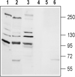 TRPM2 Blocking Peptide