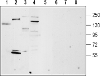 TRPM4 Blocking Peptide